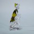 Swarovski Crystal | Disney | Peter Pan | 1077772