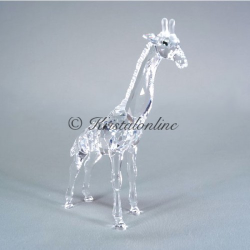 Giraffe baby