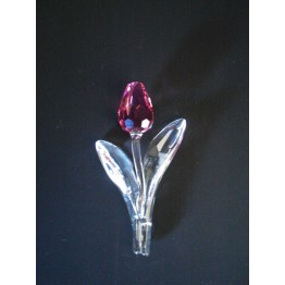 Tulip Pink