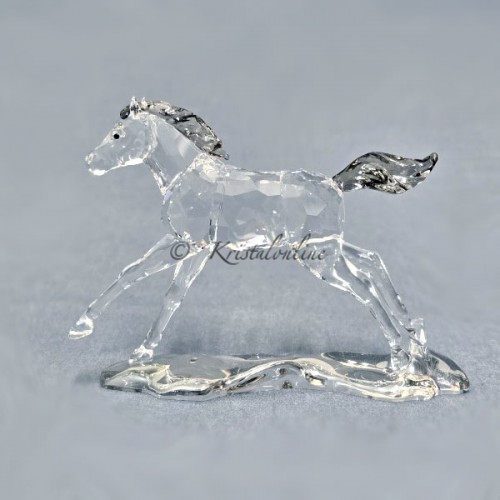 SCS - Annual Edition 2014 - Foal
